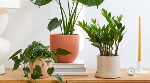The Sill Live Plants