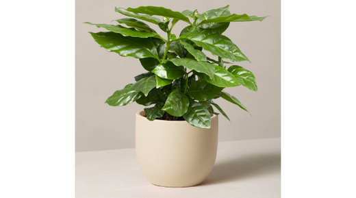 The Coffee Plant